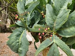 Image result for Cyphostemma