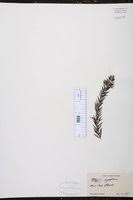 Image result for Lasiodiscus pervillei