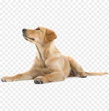 You can download this image in best resolution from this page and use it for design and web design. Happy Dog Png Dogs Labradors Png Image With Transparent Background Toppng