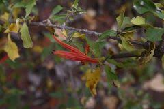 Image result for Anisotes rogersii