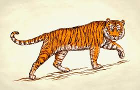 Wir zeigen die schönsten zitate des kinderbuchklassikers, dieser nie betagt wird. How To Draw A Tiger Hunting Novocom Top