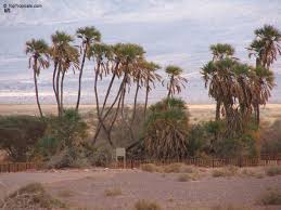 Image result for Hyphaene