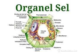 Organel sel hewan yang tidak dimiliki oleh sel tumbuhan. Organel Sel Fungsi Dan Strukturnya Menurut Para Ahli