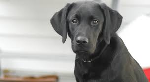 Labrador Retriever Haltung Erziehung Wissenswertes