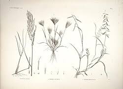 Image result for Leptochloa coerulescens