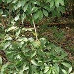 Image result for Cybistax antisyphilitica