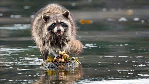 Bandits On The Beach Hakai Magazine