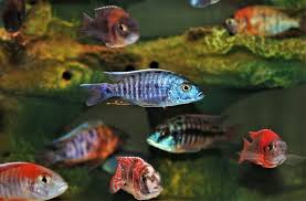 Photo #1 - African Cichlids - Electric Yellow Cichlid, Blood...