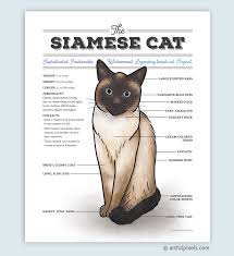 The charts on this page can the charcoal pattern reduces the amount of rufousing (red tones) in the coat giving it cooler, greyer tones. Siamese Cat Diagram Watercolor Art Print Artful Pixels Funny Gift For Cat Lovers