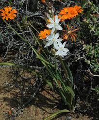 Image result for Chlorophytum blepharophyllum Schweinf. ex Baker