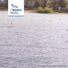 Your emotions will be obvious to the recipient of this gif. Presse Nabu Regionalstelle Rheinhessen Nahe