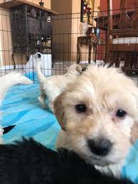 Standard ➕ mini goldendoodles interested in a pup? Jps Doodles Taking Deposits For The Goldendoodle Puppies Facebook