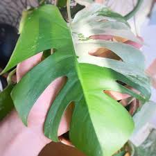 We did not find results for: Variegated Monstera Deliciosa Care And Propagation
