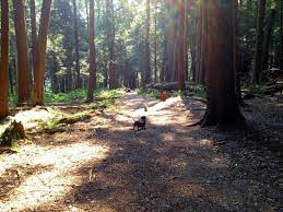 They have a cleared area for a tent, a campfire ring or grate, often a picnic table. One Of The Many Trails At Cook Forest State Park This One Is Inside Of The Campground Picture Of Cook Forest State Park Cooksburg Tripadvisor