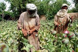 Explosión de la producción de opio y heroína en afganistán. El Cultivo De Opio En Afganistan Marca Un Nuevo Record Internacional El Mundo