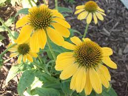 Coneflower Varieties Echinacea Double Scoop Bubble Gum Something For Almost Echinacea Planting Flowers Plants
