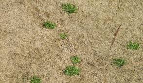 Image result for Poa annua