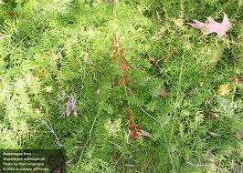 Image result for Asparagus radiatus