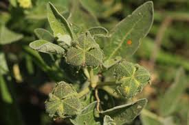 Image result for Cephalocroton mollis