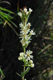 Image result for Nesaea aspera