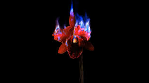 We create what others have yet to imagine. Sedition Mat Collishaw Burning Flower Sedition