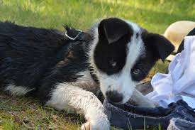 Image result for karelský medvědí pes