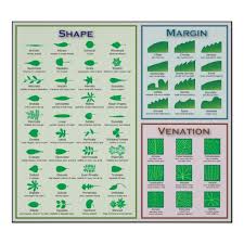 Chart Of Leaf Morphology Shape Venation Margin