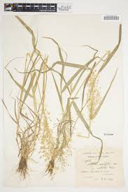 Image result for Eragrostis schweinfurthii