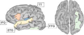 Where is the primary auditory cortex located. Location Of All Regions Of Interest In Left Hemisphere Tt Transverse Download Scientific Diagram