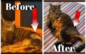 Diatomaceous earth for cats worms. 3 Proven Ways To Help Feline Hyperesthesia Two Crazy Cat Ladies