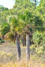 Get the best palm trees for your uk garden. Hardy Palm Trees Palm Tree Varieties For Zone 7 Gardens
