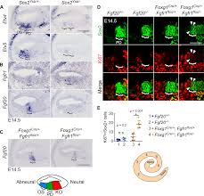 In the chart below you can see a listing of the steps explained in this tutorial if you want to learn more about expressions you should definitely check out the help file of after effects and their website for more information. Sox2 And Fgf20 Interact To Regulate Organ Of Corti Hair Cell And Supporting Cell Development In A Spatially Graded Manner
