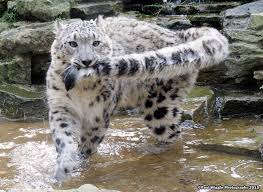 Snow Leopard Animals Wild Cats Funny Animals