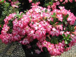 Jun 25, 2021 · rose of sharon is a hardy and fun deciduous shrub for our climate. Desert Rose University Of Florida Institute Of Food And Agricultural Sciences