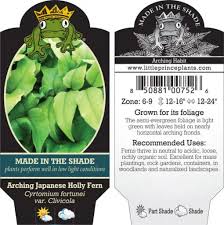 Image result for Cyrtorchis glaucifolia