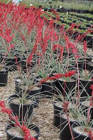 Red Yucca Brake Light Version Xeriscape Plants Desert Plants Plants