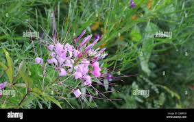 Image result for Cleome gynandra
