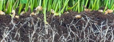 The soil that you make will be rich in beneficial fungi. Diy How To Make Mycorrhizal Fungi Inoculant Mold Resistant Strains