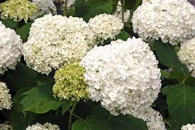 Die beste jahreszeit für den schnitt und für die verschiedenen hortensienarten. Hortensie Schneiden So Fordern Sie Die Blutenbildung