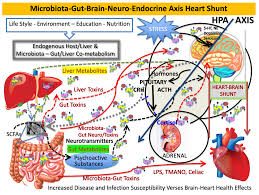 Microorganisms Free Full Text The Microbiota Gut Brain Axis Heart Shunt Part Ii Prosaic Foods And The Brain Heart Connection In Alzheimer Disease Html