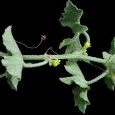 Image result for Corallocarpus triangularis