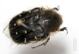 Image result for Tropinota hirta