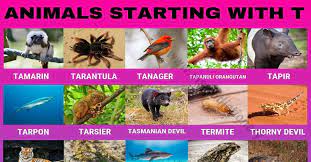 Animals that start with the letter t. Animals That Start With T Useful List Of 40 Animals Starting With T Visual Dictionary