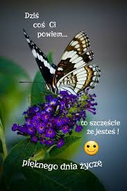 Pin By Maria Ploch On Z Rozne Marysia Pandora Screenshot Butterfly