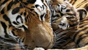 Kunci jawaban buku siswa tema 2 kelas 3 halaman. Mengintip Canda Dan Riang Anak Harimau Bersama Ibunya Foto Tempo Co