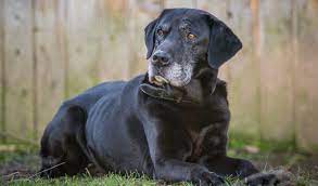 Labrador Life Span How Long Do Labradors Live Labrador Retriever Labrador Retriever Dog Old Dogs