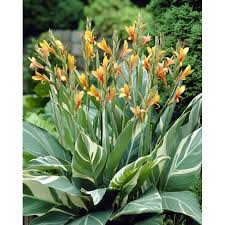 A calla lily can experience various problems. Pin On Cannas