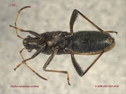 Image result for Kedrostis abdallai