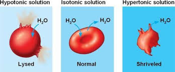 The process is reversed as soon as the cells are transferred into a hypotonic solution. Science In A Can Tonicity This Is A Particular Definition That