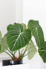 7 Heart Shaped Plants Perfect For Valentine S Day Ctrl Curate Plants Plant Aesthetic Foliage Plants